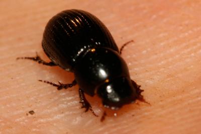  Ammoecius elevatus (Olivier, 1789)