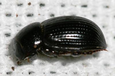  Ammoecius elevatus (Olivier, 1789)