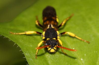  Nomada succincta Panzer, 1798