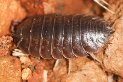 Cloporte lisse (Le) Porcellio laevis Latreille, 1804