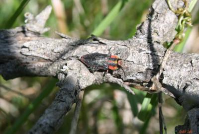  Anthaxia manca (Linnaeus, 1767)