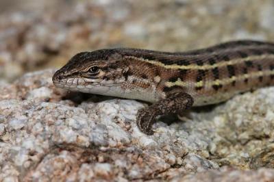 Psammodrome d'Edwards Psammodromus edwarsianus (An. Dugès, 1829)