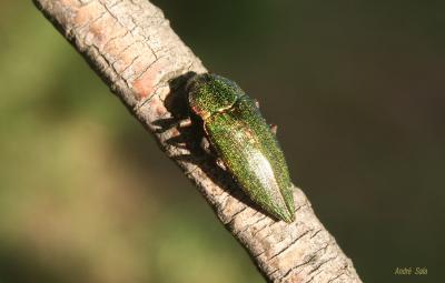 Latipalpe à dos plat Latipalpis plana (Olivier, 1790)