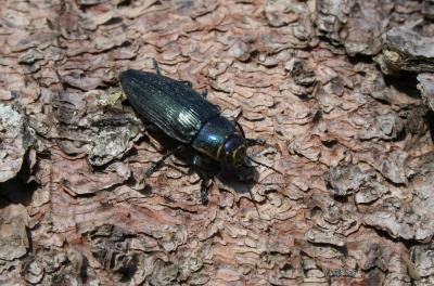  Buprestis haemorrhoidalis Herbst, 1780