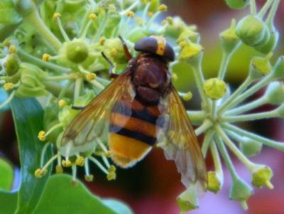 Volucelle zonée Volucella zonaria (Poda, 1761)