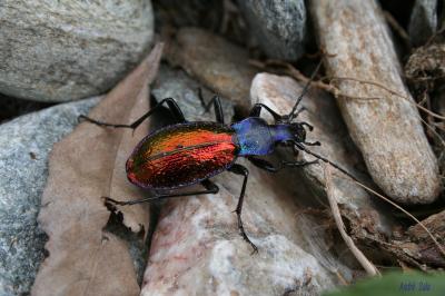 Carabe espagnol Carabus hispanus Fabricius, 1787