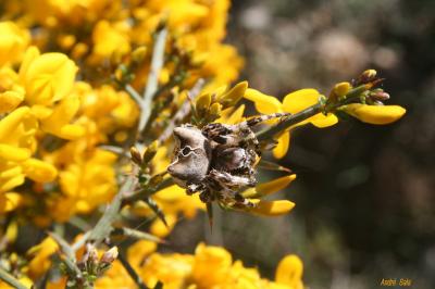  Araneus grossus (C.L. Koch, 1844)