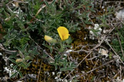 Argyrolobe de Linné Argyrolobium zanonii (Turra) P.W.Ball, 1968