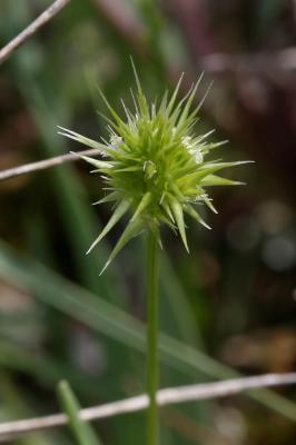 Échinaire à têtes Echinaria capitata (L.) Desf., 1799