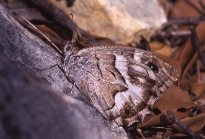 Chevron blanc (Le), Faune (Le), Ocellé pindique (L Hipparchia fidia (Linnaeus, 1767)