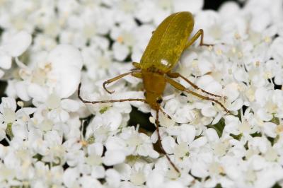  Cteniopus sulphureus (Linnaeus, 1758)