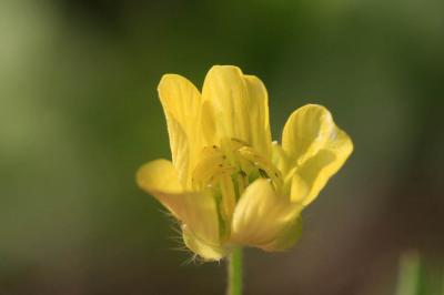 Renoncule des champs, Chausse-trappe des blés Ranunculus arvensis L., 1753