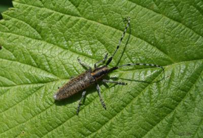  Agapanthia villosoviridescens (De Geer, 1775)