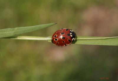  Anatis ocellata (Linnaeus, 1758)