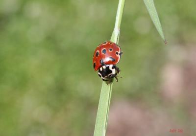  Anatis ocellata (Linnaeus, 1758)