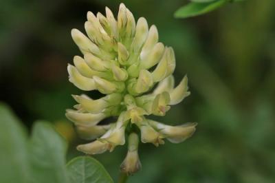 Réglisse sauvage, Astragale à feuilles de Réglisse Astragalus glycyphyllos L., 1753