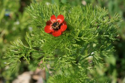 Goutte de sang, Adonis annuelle, Adonis d'automne Adonis annua L., 1753