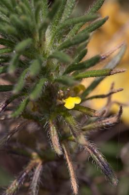 Bugle jaune, Bugle petit-pin, Petite Ivette Ajuga chamaepitys (L.) Schreb., 1773