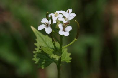 Alliaire, Herbe aux aulx Alliaria petiolata (M.Bieb.) Cavara & Grande, 1913