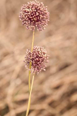 Ail à nombreuses fleurs, Poireau des vignes Allium polyanthum Schult. & Schult.f., 1830