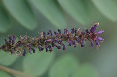 Indigo du Bush, Amorphe buissonnante Amorpha fruticosa L., 1753