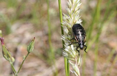  Arima marginata (Fabricius, 1781)