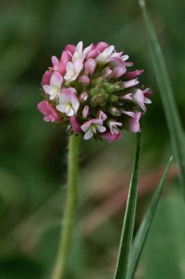 Trèfle Porte-fraises Trifolium fragiferum L., 1753