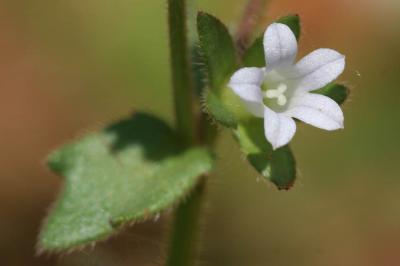 Campanule érinus, Campanule à petites fleurs Campanula erinus L., 1753