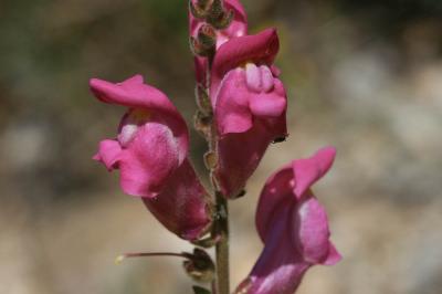 Muflier à grandes fleurs, Gueule-de-lion Antirrhinum majus L., 1753