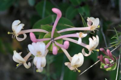 Chèvrefeuille des Baléares Lonicera implexa Aiton, 1789