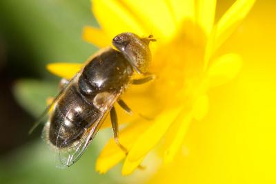  Eristalinus aeneus (Scopoli, 1763)