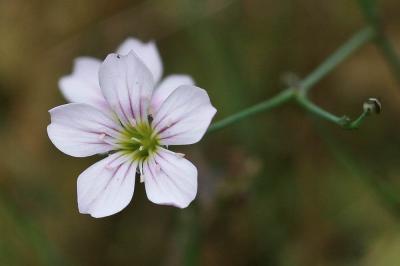 Oeillet saxifrage, Oeillet des rochers Petrorhagia saxifraga (L.) Link, 1829