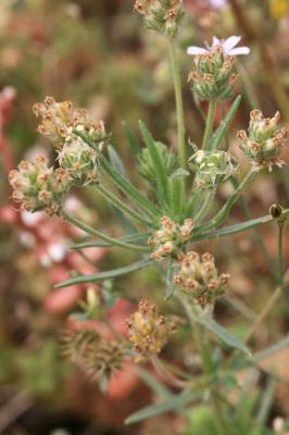 Plantain scabre Plantago arenaria Waldst. & Kit., 1802