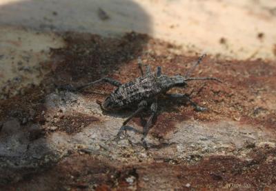 Rhagie inquisitrice Rhagium inquisitor (Linnaeus, 1758)