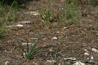 Dipcadi tardif Dipcadi serotinum (L.) Medik., 1790