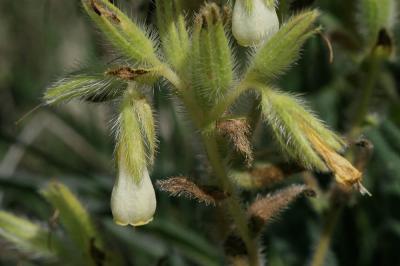 Orcanette fastigiée Onosma tricerosperma subsp. fastigiata (Braun-Blanq.) G.López, 1994