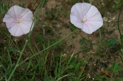 Liseron des monts Cantabriques, Herbe de Biscaye Convolvulus cantabrica L., 1753
