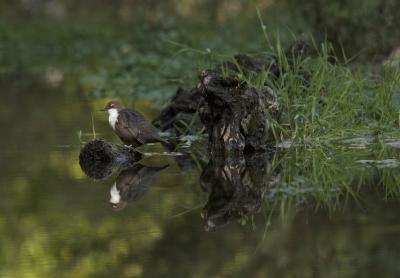 Cincle plongeur Cinclus cinclus (Linnaeus, 1758)