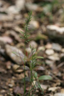 Pâturin rigide, Desmazérie rigide Catapodium rigidum (L.) C.E.Hubb., 1953