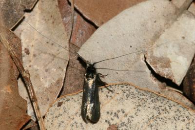  Adela reaumurella (Linnaeus, 1758)