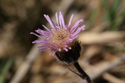 Vergerette acre, Érigeron âcre Erigeron acris L., 1753