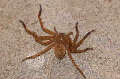  Olios argelasius (Walckenaer, 1806)