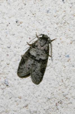  Penestoglossa dardoinella (Millière, 1863)