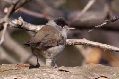 Fauvette à tête noire Sylvia atricapilla (Linnaeus, 1758)