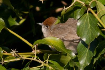 Fauvette à tête noire Sylvia atricapilla (Linnaeus, 1758)