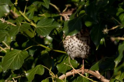 Grive musicienne Turdus philomelos C. L. Brehm, 1831