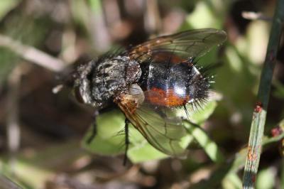  Peleteria meridionalis (Robineau-Desvoidy, 1830)
