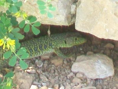 Lézard ocellé Timon lepidus (Daudin, 1802)