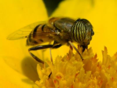 Eristalinus taeniops (Wiedemann, 1818)