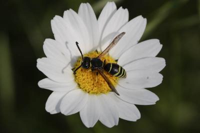  Odynerus Latreille, 1802